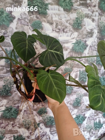 Филодендрон Зебра, снимка 2 - Стайни растения - 53958020