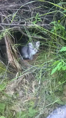 котета