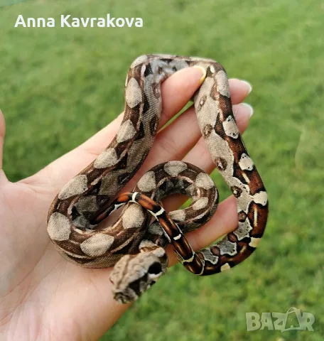 Boa constrictor imperator /боа/змия, снимка 3 - Змии - 55589778