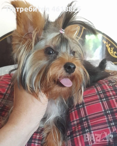 Мини йоркширски териери , снимка 9 - Йоркширски териер - 54048007