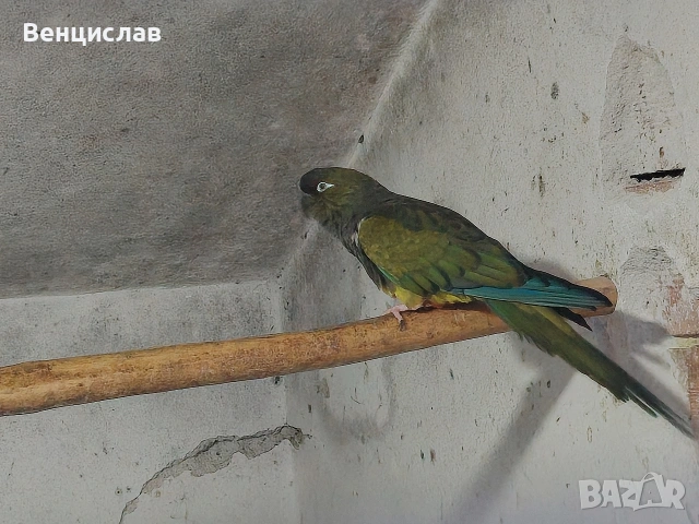 продавам папагали , снимка 4 - Папагали - 54076260