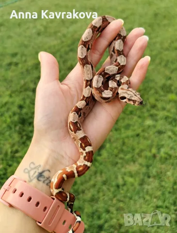 Boa constrictor imperator /боа/змия