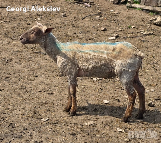 Млади месодайни овце. Мутон шароле, Съфолк и Романовски. , снимка 5 - Овце - 54501512