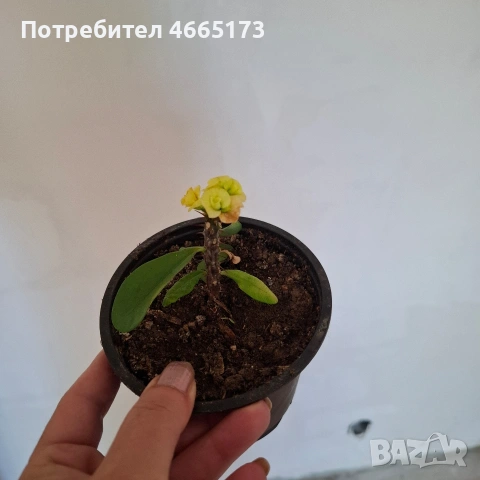 Стайно Цвете Исусов Венец, снимка 9 - Стайни растения - 54111064