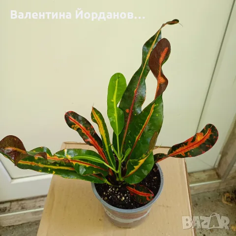 кротон листнодекоративно декоративни стайни цветя , снимка 2 - Стайни растения - 55649074