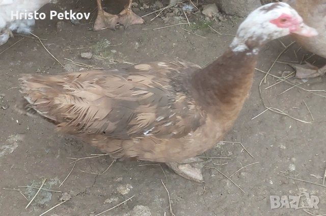 Продавам неми Патици и Патори , снимка 12 - Патици и гъски - 54097625