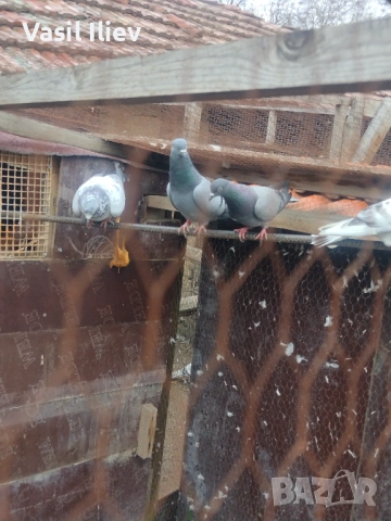 Има Бодан шанан Раде Матик кинчати 30 евро за бройка , снимка 3 - Гълъби - 54014898