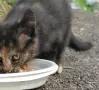 Търсим дом на това слънчице, снимка 3