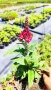 Buddleja dav. Butterfly Candy Little Ruby, снимка 6