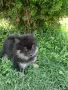 Померан Померанчета , снимка 8