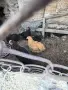 петли от породите Амрок, Съсекс, Черен Мед Маран Катунски сьомгови Орпингтон Зибрайт и още други, снимка 1