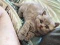 Британски късокосмести, снимка 1