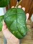 Hoya Хоя Svetlana , снимка 4