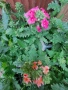 Вербена няколко цвята , снимка 5