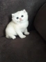 Котенца Момчета Като Борчета, снимка 6