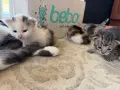 Домашни Котенца с Хигиенни Навици и Доставка до Вашия Град, снимка 12
