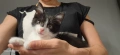 Подарявам коте, снимка 7