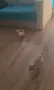 Чихуахуа момичета!, снимка 5