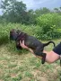 Свободни кученца Плотхаунд, снимка 11