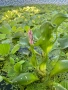 Прекрасни водни растения, снимка 1
