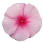 🌸🩷🌸 Каскадна винка (Vinca Darling Cascade Strawberry), снимка 4