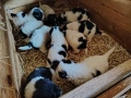 Каракачанки , снимка 9