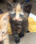Подаряваме котета , снимка 2