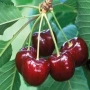Български череши френски сортове, снимка 2