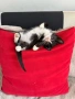 МЪЖКО КОТЕНЦЕ Търси дом, снимка 13