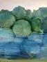 Продавам зеле сорт Ергенско !, снимка 3