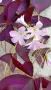 Оксалис Oxalis Triangularis , снимка 4