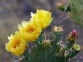 Opuntia engelmanni жълта големи растения, снимка 2