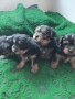 Продавам чистокръвни йорчета , снимка 2