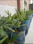 Палми - финикова и трахикарпус, снимка 7