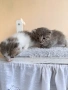 Подарявам две малки котенца , снимка 4