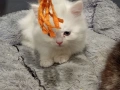 Полуперсийски котенца  момиче и момче, снимка 7