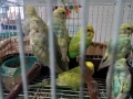 Продавам вълнисти папагали, снимка 10