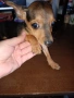 Мъжки мини пинчер, снимка 2
