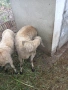 Продавам коч на 1г, снимка 4