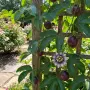Пасифлора (Маракуя) – Passiflora edulis, снимка 3