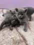 Британски сиви котенца , снимка 4