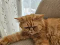 Продавам полуперсийско коте, снимка 6