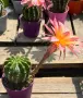 Цъфтящи Кактуси Echinopsis Hybrid омбре преливащи се цветове , снимка 11