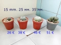 Lophophora williamsii - семена и растения, снимка 2