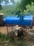 Продавам млечни кози с ярета, с. Ночево, снимка 3