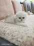 Клепоухи и правоухи сребърни чинчили, снимка 8