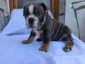 Английски Булдог Черен и Син , снимка 9