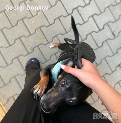 Подарявам Блеки 🥰, снимка 7 - Други - 55569234