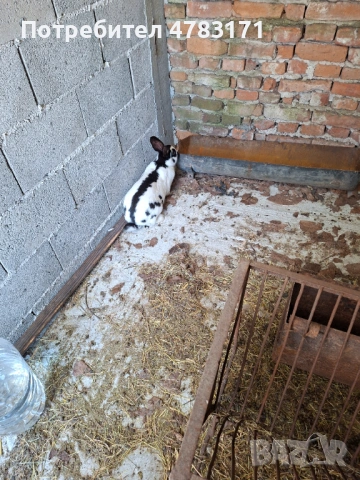 Зайци пеперуда и великан