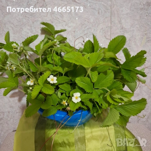 Разсад горска ягода, снимка 3 - Градински цветя и растения - 54568175